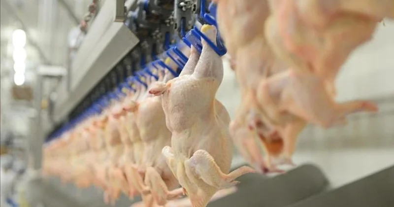 Tavuk eti üretimi ekimde arttı