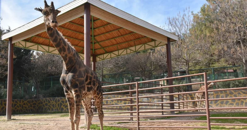 Gaziantep Doğal Yaşam Parkı nın simgelerinden zürafa Şakir öldü