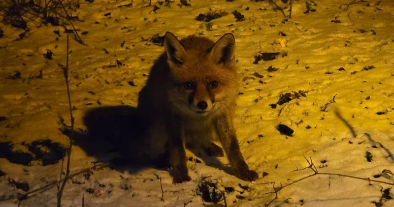 Kartepe de yürek ısıtan anlar: Yiyecek bulamayan tilkiyi eliyle besledi