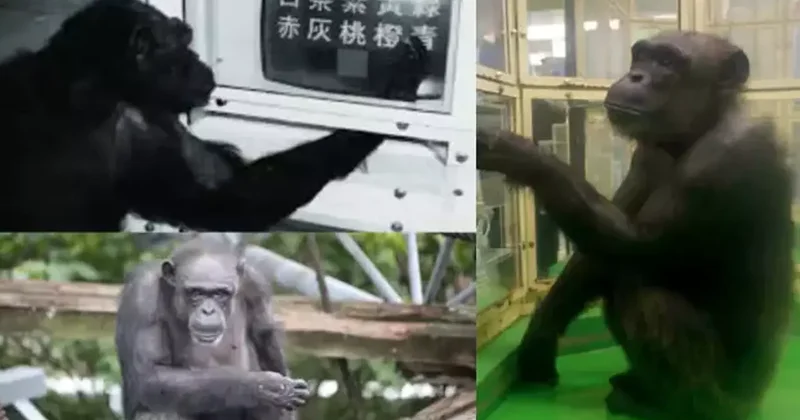 Dünyanın en dahi şempanzesi öldü