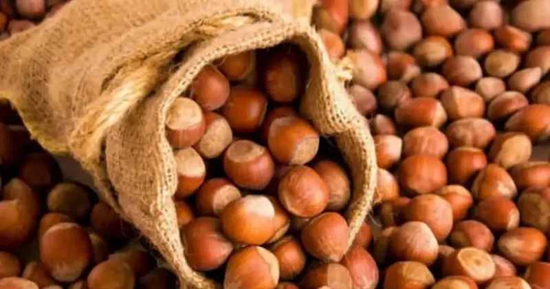 Tam tamına 238 bin ton! İşte Türkiye nin en çok fındık sattığı ülke