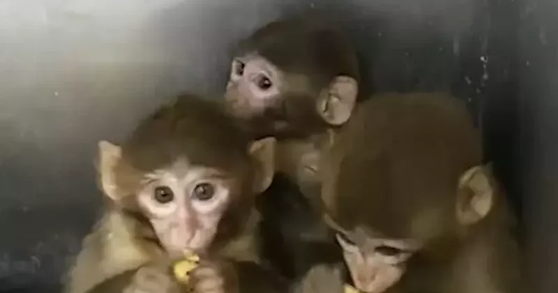 Denetimde ele geçirilen 3 makak maymunu koruma altına alındı