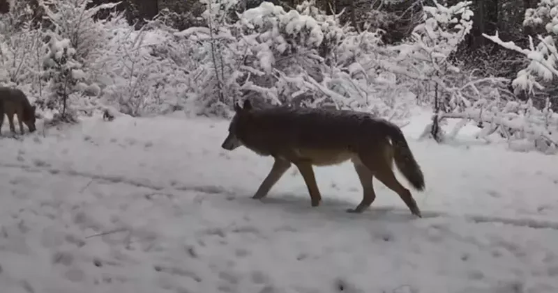 Karabük’te yaban hayatı fotokapana yansıdı