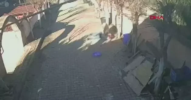 Görüntü korkunç: Sahibinin kemiklerini boynuzlaya boynuzlaya kırdı! Öfkeli koçun sonu kavurma oldu