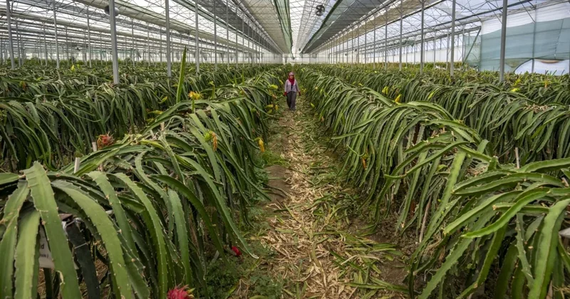 Portakalı mandinalıyı unutun! 2017 den beri Türkiye de üretilen meyveler şimdi servet kazandırıyor Sözcü Gazetesi