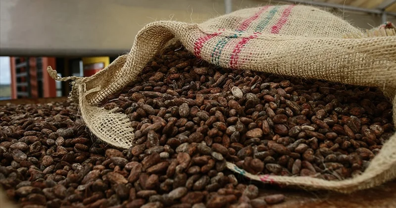 Kakaoda düşüş ivmesi sürüyor: Ton fiyatı 12 günde çakıldı Sözcü Gazetesi