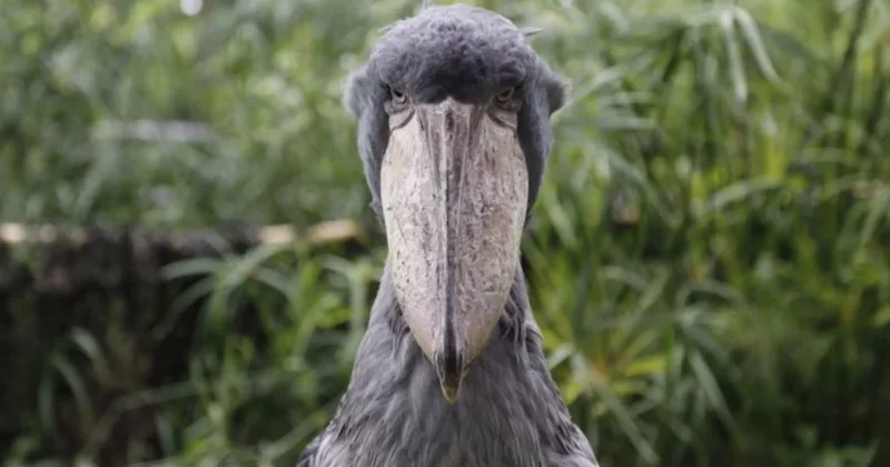 Gizemli hayvanı ilk kez görünce dinozor sanıp kaçmaya başladılar Sözcü Gazetesi