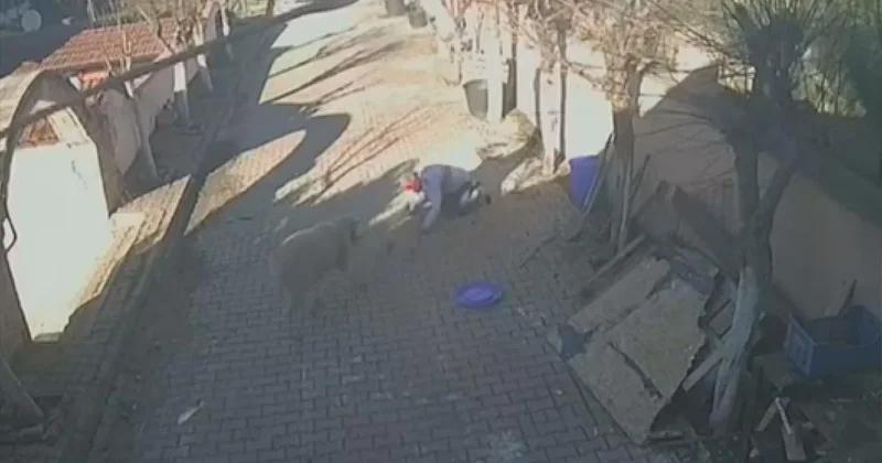 Yıllarca beslediği koç aniden saldırdı! Kemikleri kırıldı Sözcü Gazetesi