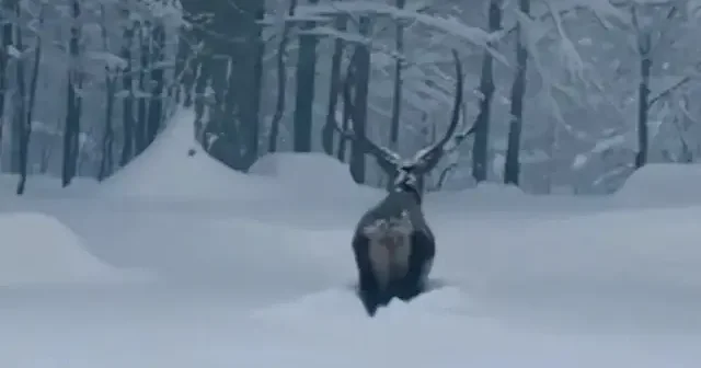 Karlar altındaki Kartepe’de kızıl geyik güzelliği VİDEO İZLE
