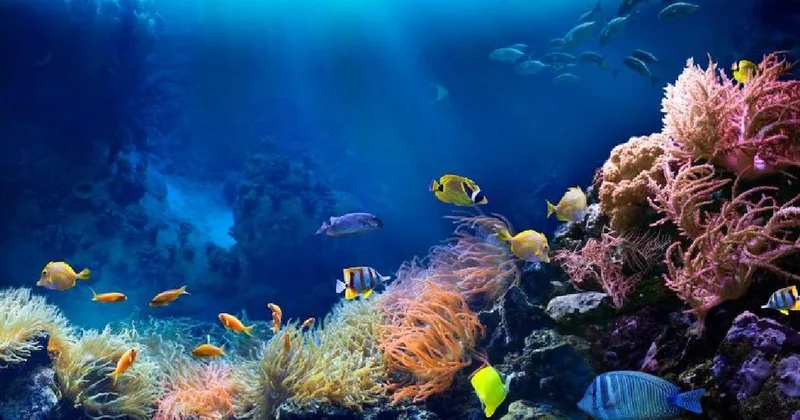 Dünyanın tek sıcakkanlı balığı: Okyanusun derinliklerindeki mucize Sözcü Gazetesi