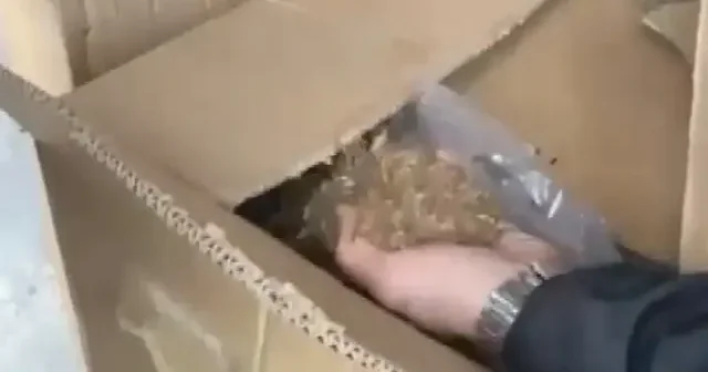 Sakarya’da kaçakçılığa ağır darbe: Ahır görünümlü depoda 2 tonu aşkın tütün ele geçirildi VİDEO İZLE