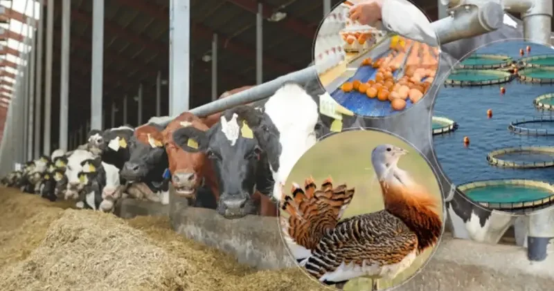 IPARD III desteklerine Türkiye nin dört bir yanından yoğun ilgi Ekonomi Haberleri