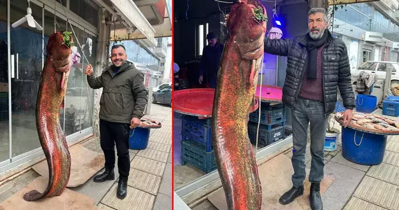 Çayırhan Gölü nde balıkçı ağlarına 2 metrelik yayın balığı takıldı