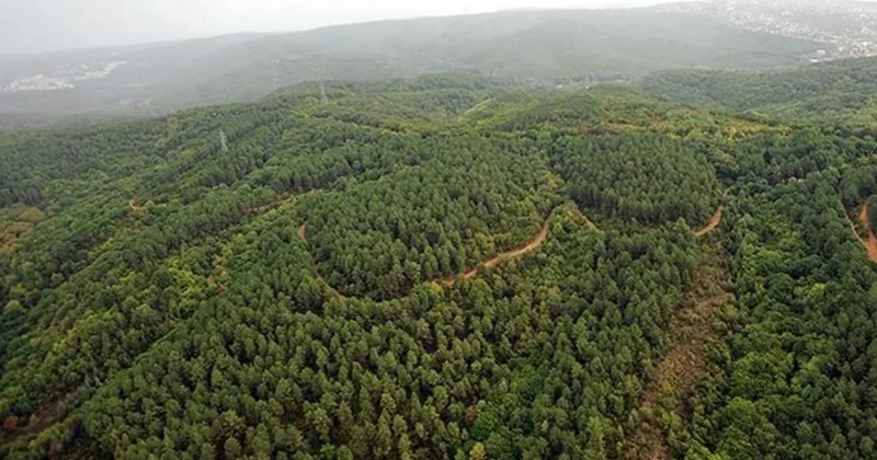 Orman kadastrosu uygulaması düzenlendi