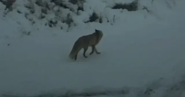 Yozgat ta aç kalan tilki şehir merkezine indi VİDEO İZLE