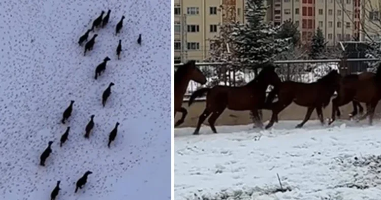 Bu seferki ne kurt ne domuz! Kar bastırınca yiyecek bulmak için kente indiler