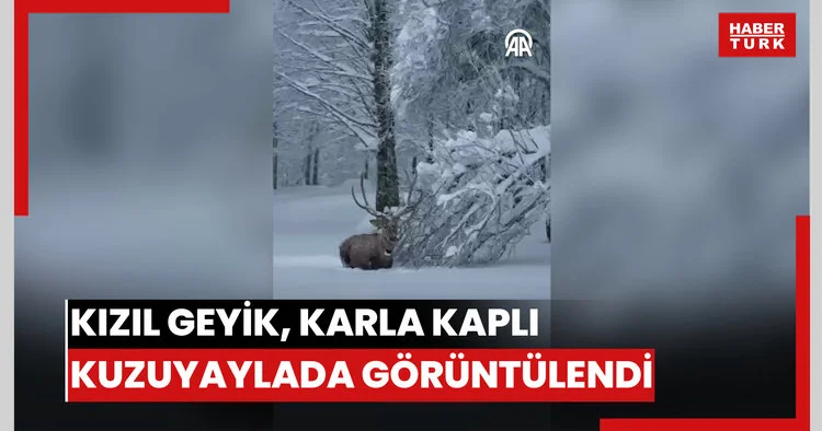 Ormanya da yetiştirilen kızıl geyik, karla kaplı Kuzuyaylada görüntülendi