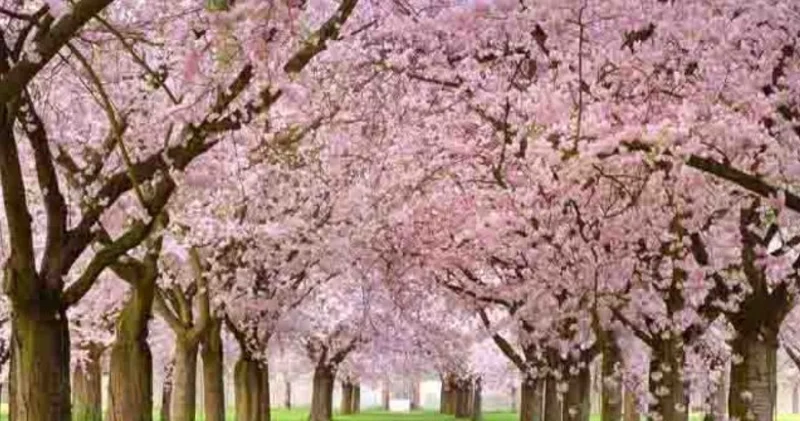 Cemre düşme tarihleri 2026: Havaya, suya, toprağa sırasıyla cemre düşmesi ne zaman?