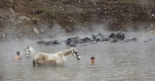 Manda ve atların kışın ortasında kaplıca keyfi Bitlis Haberleri