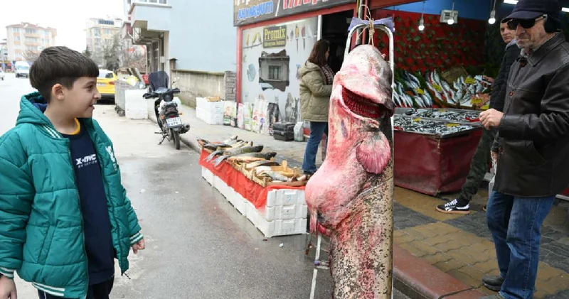 102 kiloluk dev balığı yakaladılar: Kilosu 500 liradan satılıyor
