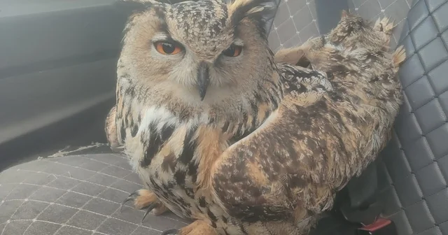 Bayburt ta bulunan puhuda mantar enfeksiyonu tespit edildi Bayburt Haberleri