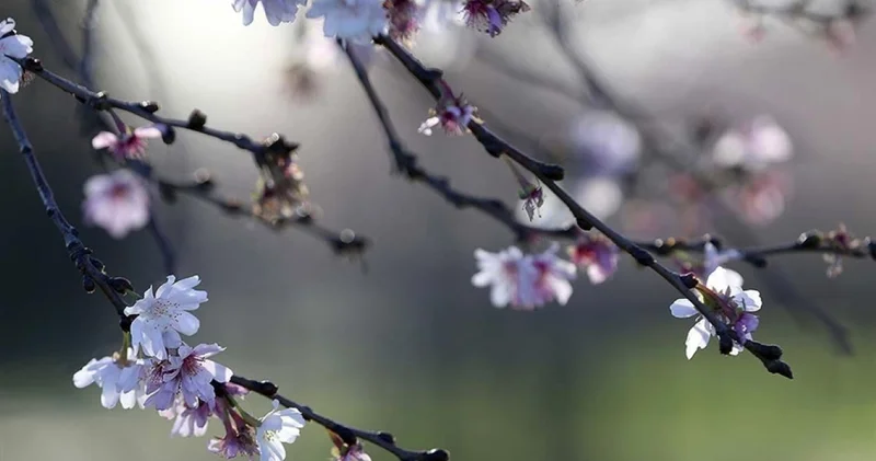 Cemre düşme takvimi: 2026 ilk Cemre ne zaman düşecek? Cemre havaya, suya ve toprağa düşme tarihleri