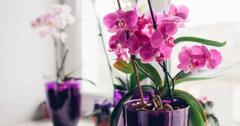 Evinizdeki orkideler yıl boyunca çiçek açacak Sözcü Gazetesi