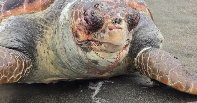 Nesli tehlike altındaki yeşil deniz kaplumbağası sahilde ölü bulundu Hatay Haberleri