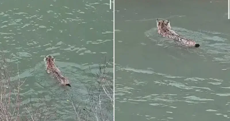 Nesli tehlike altında olan vaşak, çaydan geçerken görüntülendi