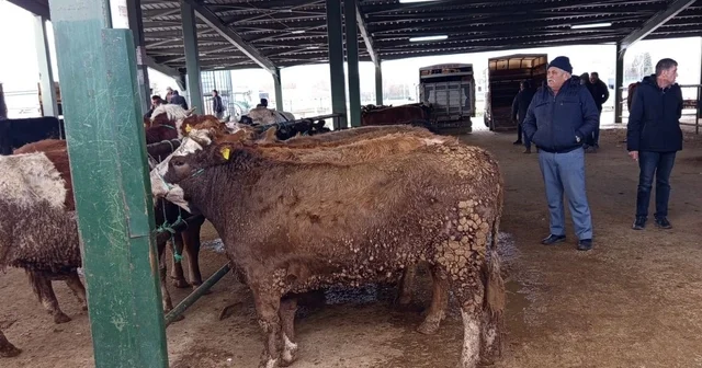 Tavşanlı hayvan pazasında Kurban Bayramı öncesi hareketlilik erken başladı Kütahya Haberleri