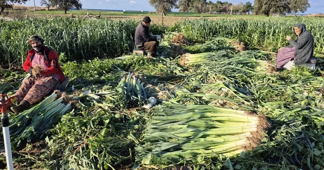 Çanakkale de kışlık sebzelerde hastalık, zararlı ve yabancı ot sürveyleri gerçekleştirildi Çanakkale Haberleri