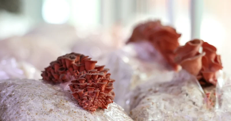 Savaş çıkınca kilo kilo mantar üretip stoklamaya başladılar Sözcü Gazetesi