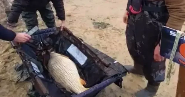 İstanbul haberleri İstanbul da yakaladıkları dev balığı suya bırakıp bir de isim verdiler! 13 Şubat 2026