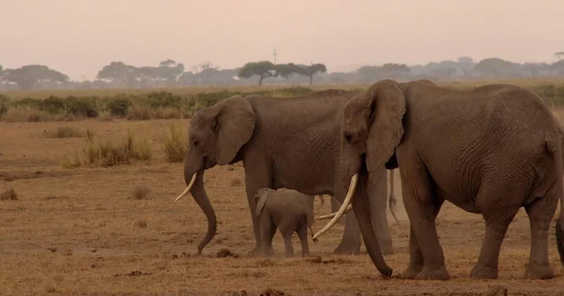 Fillerin hortumundaki bıyıkların dokunma duyusunda kilit rol oynadığı belirlendi