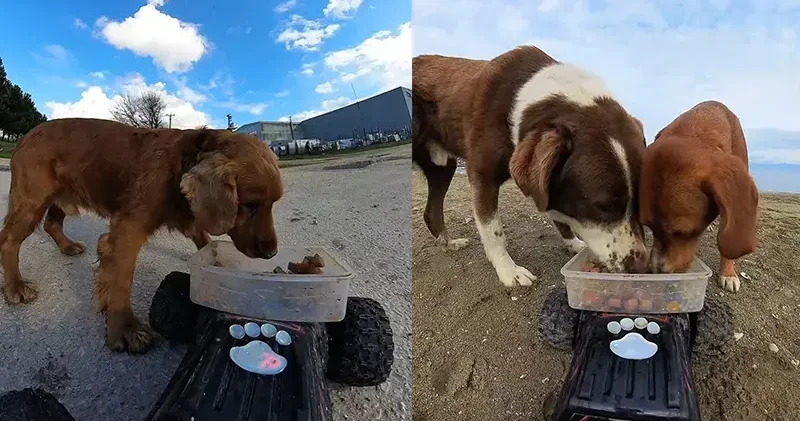 Sokak hayvanlarına, ‘oyuncak arabalı’ mama servisi