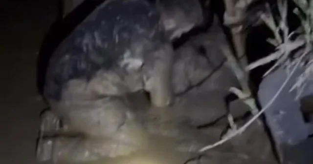 Çamura saplanan 30 koyun kurtarıldı, 2 koyun öldü Muğla Haberleri