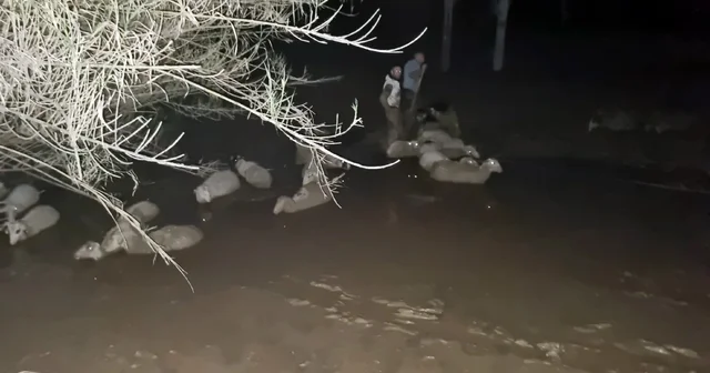 İtfaiyeden koyun kurtarma operasyonu Muğla Haberleri