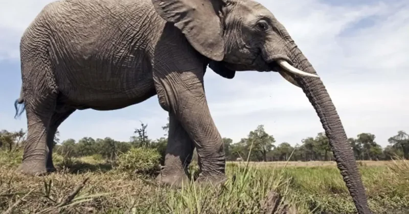 Fil Hortumundaki Kıllar Sosyal Etkileşimi Güçlendiriyor