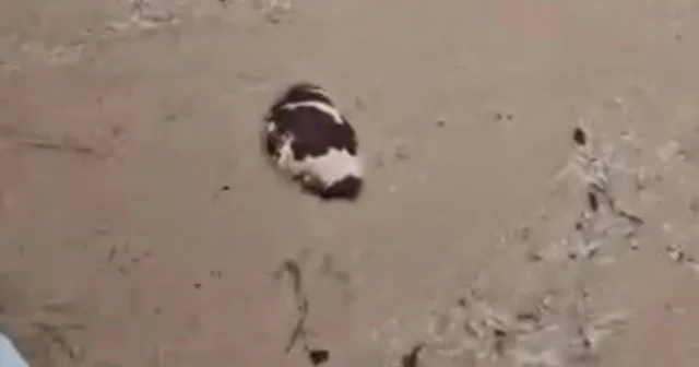 Yatağan da inek sel sularına kapıldı Muğla Haberleri