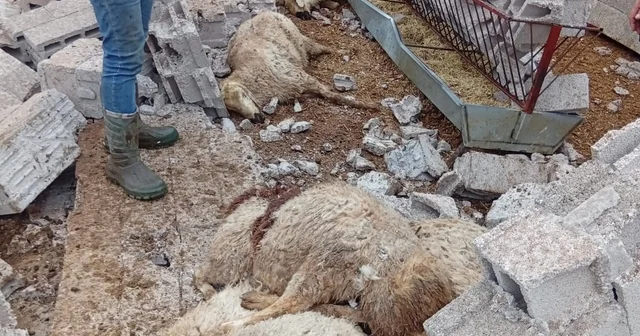 Nevşehir de fırtına ağıl ve mandırayı vurdu: 12 koyun telef oldu Nevşehir Haberleri
