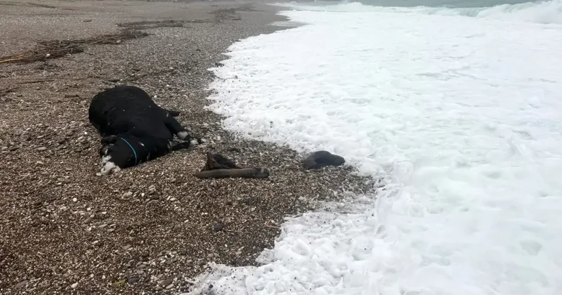 Kenti sel aldı, dünyaca ünlü sahilde kıyıya dana vurdu