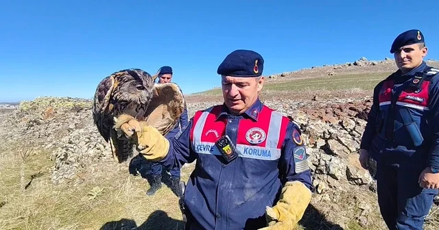 Yozgat ta yaralı puhu kurtarıldı Yozgat Haberleri
