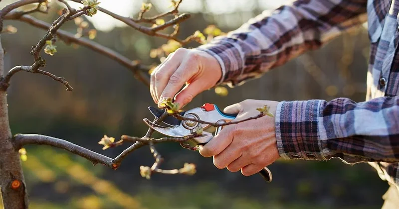Mart ayında budama makasından uzak tutun: Bu bitkileri sakın kesmeyin Sözcü Gazetesi
