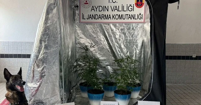 Jandarma narkotik affetmedi Evde özel düzenekle kenevir yetiştiren şüpheli yakalandı Aydın Haberleri