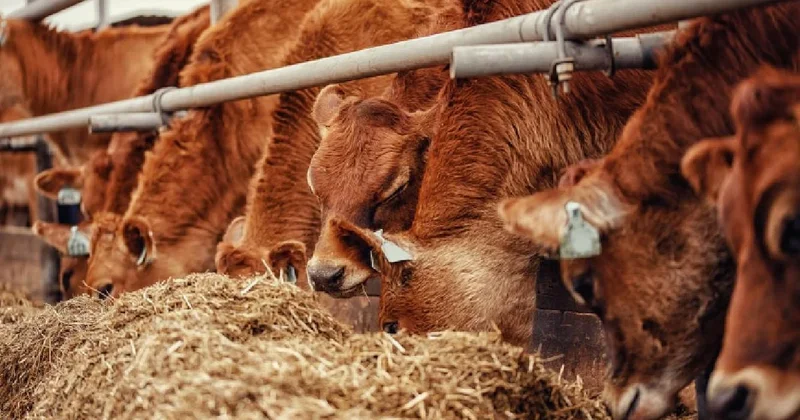 Ahırında tesadüfen hazine buldu: Servet değerinde Sözcü Gazetesi