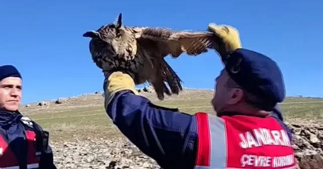 Yozgat’ta yaralı bulunan puhu tedavi altına alındı VİDEO İZLE