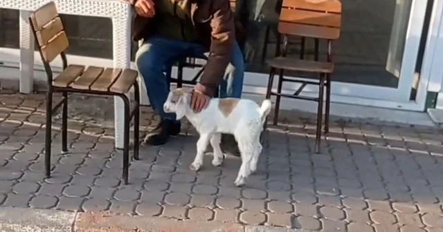 Edirne de de keçi ile alışveriş keyfi Edirne Haberleri