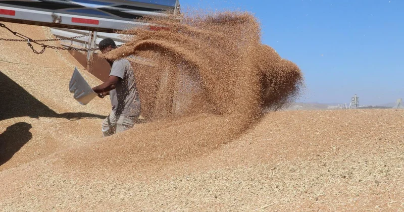 Hububat üretiminde bu yıl yüksek verim bekleniyor
