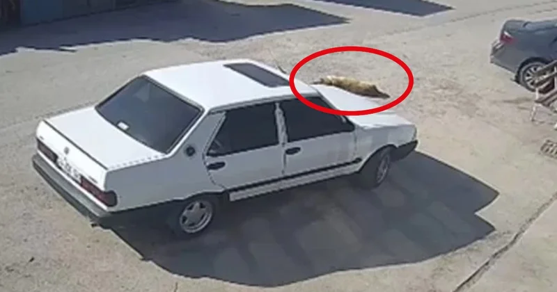 Köpeği öldürmeye çalışan vicdansız gözaltına alındı Sözcü Gazetesi