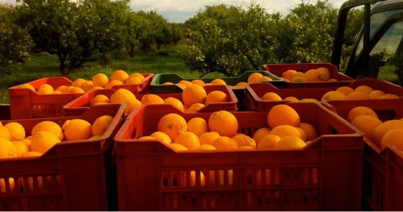 Son dakika: Hatay da portakal bahçesinde uyuşturucu alışverişi: 175 kilogram kimyasal uyuşturucu ham maddesi ele geçirildi Son dakika haberleri